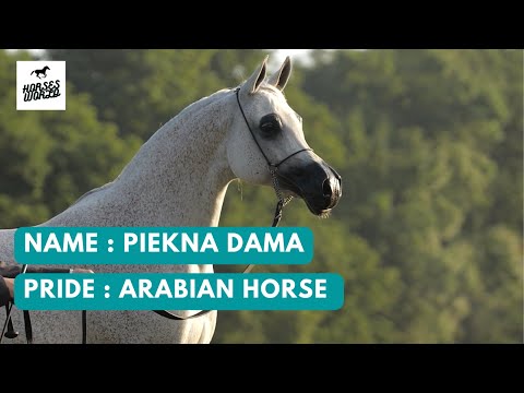 Arabian Horse PIEKNA DAMA - Pegasus x Piękna Pani/Ekstern