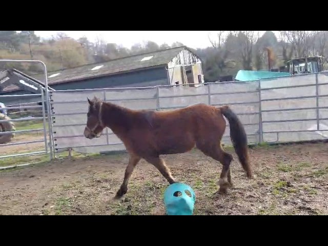 Merrie New Forest Te koop 2022 Donker bruin / bai ,  FURY D'ARQUETAN