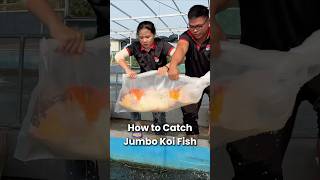 Download lagu Catch a Jumbo Koi Fish in a bag #koi #koifish #nishikigoi #koipond #koifarm mp3
