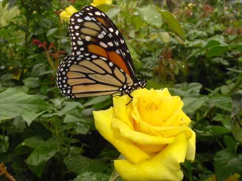 Rahe Na Rahe Hum, Mehka Karenge, Ban Ke Kali