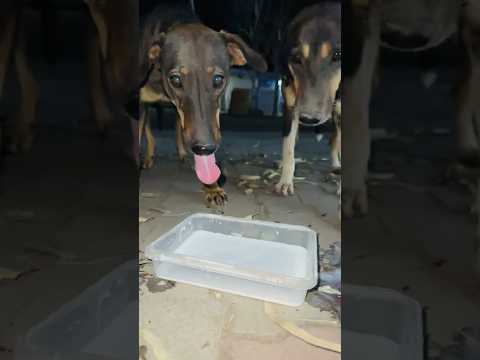 Feeding two hungary brothers #dailydogfeeding