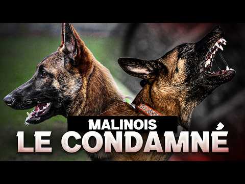 MALINOIS : Le condamné - Docu Choc sur le monde du chien