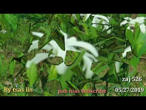 05/27/2019 Swb koj rau luag tau 15 xyoo mam rov sib tau.