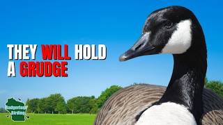 5 Things You Didn't Know About Geese!