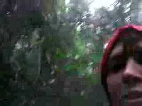 walking in the atlantic rain forest, brazil 2007