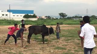 preview picture of video 'Uthangudi Seeni rawther Madu vadam'