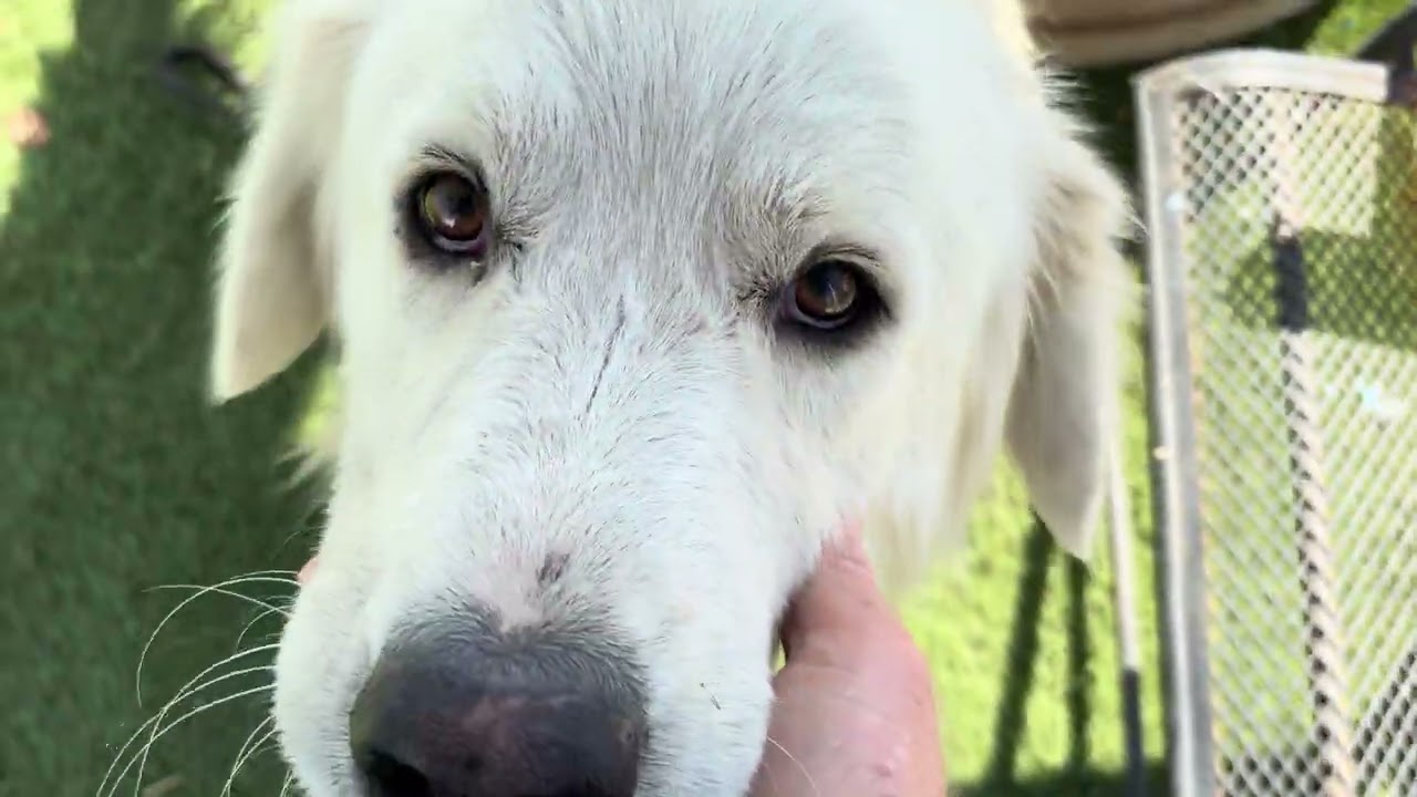 PAXTON (AVAILABLE SEPT 4), an adopted Great Pyrenees in Wasco, CA video 6/6