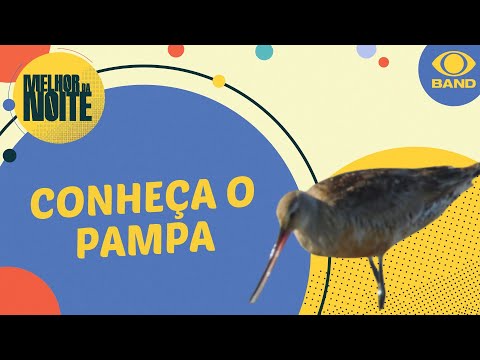 Planeta Incrível: conheça o Pampa, bioma do Rio Grande do Sul