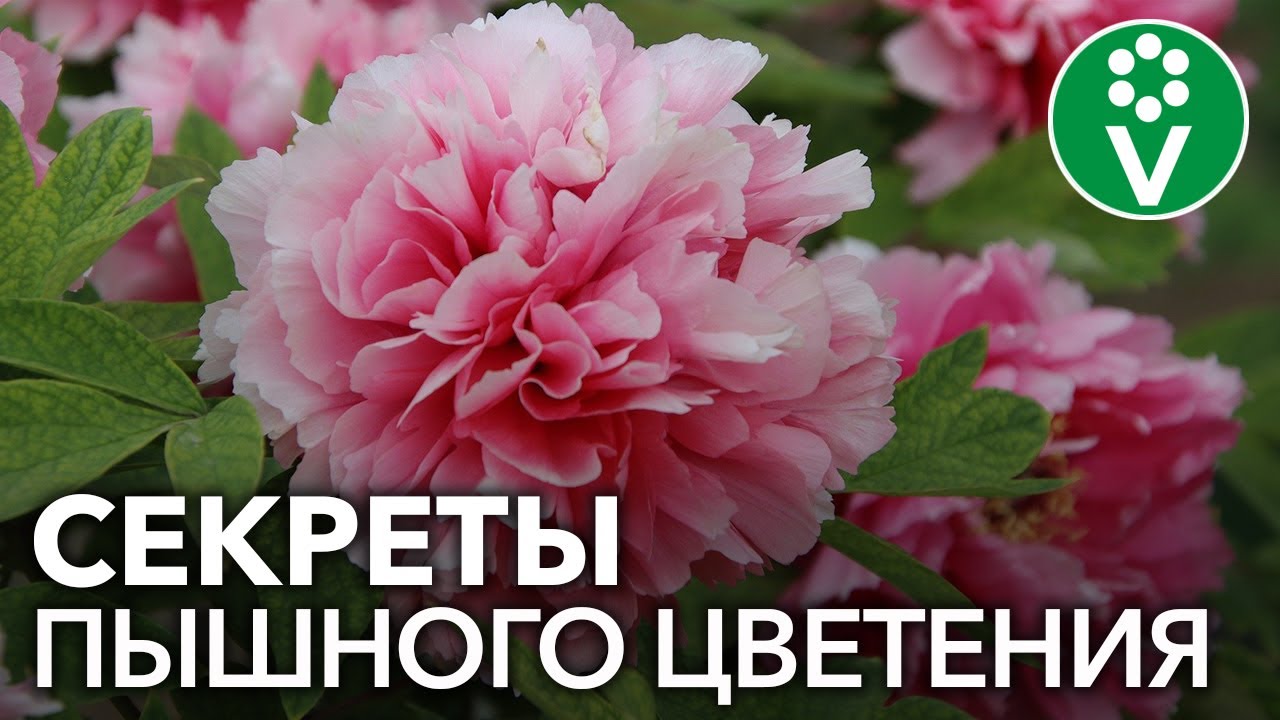 Пион Амалия Олсен Фото Пион Амалия Олсен Фото