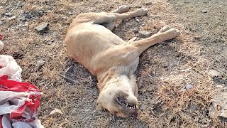 Breezy had to re-learn how to play after a head injury. Now he&#39;s a grand master at it!