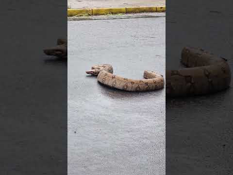 Jiboia aparece no meio da rua de cidade do interior de São Paulo #cobra #jiboia #serpentes #garça