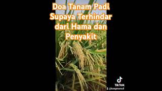 Download lagu Prayer for Planting Rice to Avoid Pests and Diseases #superiorrice #riceplantingprayer #riceplant... mp3