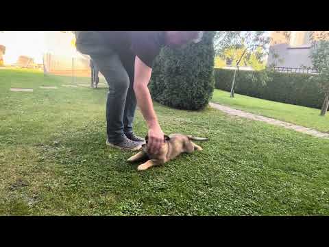 Varia z Jukasu - start of obedience - 10 weeks