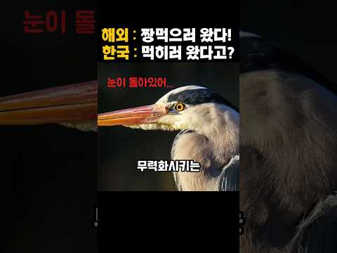 한국 접수하러 왔다가 역관광 당한 외래종 매운맛 근황