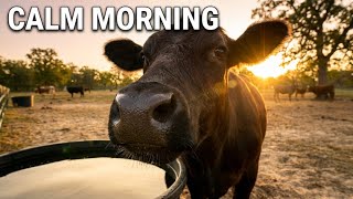 Texas Cows Start Their Morning | Grazing & Drinking Water at Dawn | Calming Farm Sounds