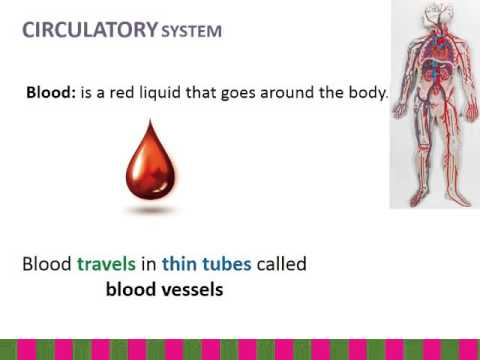 OUR CIRCULATORY SYSTEM