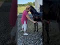 Stallone sBs Cavallo da Sport Belgio In vendita 2026 Nero , Zonik plus