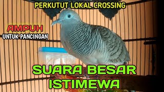 Download lagu PERKUTUT LOKAL CROSSING SUARA BESAR ISTIMEWA MERBU... mp3