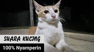 Download lagu Suara pikat kucing, suara kucing suara memanggil kucing, sound cat calling mp3