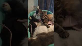 Scruffy and his kids holding up the laundry 😂