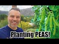 How to Grow Peas