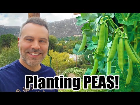 How to Grow Peas