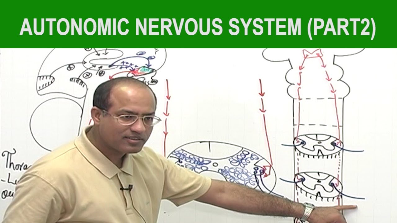Autonomic Nervous System  | Neurology | Neuroanatomy | Part 2🧠