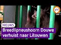 Neushoorn Douwe gaat onder narcose