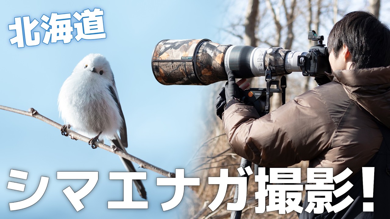 シマエナガを撮影しに、北海道へ！