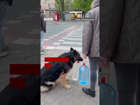 В Одесі собака допоміг жінці нести воду. Одесити часто бачать цю парочку #shorts
