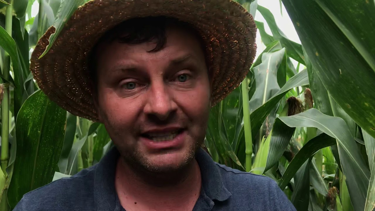 Cigarrinha no milho. parte 1