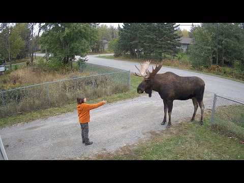 Dangerous Animals Caught Being Friendly