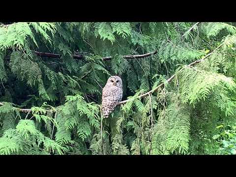Barred Owl