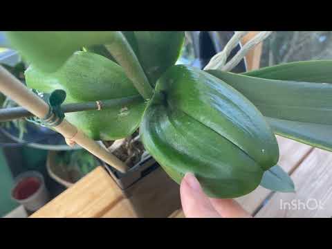 Terminal spikes on Phalenopsis orchids.  What are they and what do they mean?