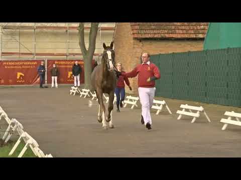 36 Del Arko D‘Henvet- Cachas