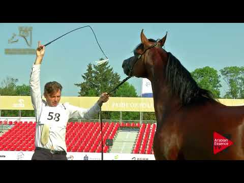 N.58 PETRARCA - 2017 Pride Of Poland - 3 Years Old Colts (Class 6)