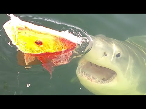 Нападение на огромна бяла акула