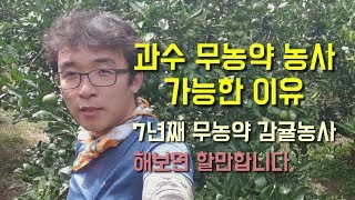 과수 무농약농사 가능한이유 제주에 귀농하여 7년째 무농약 농사중입니다.