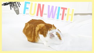 Spidey the cat playing with a plastic bag - Fun with | Furry Friends