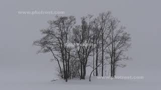 冬の雪景色