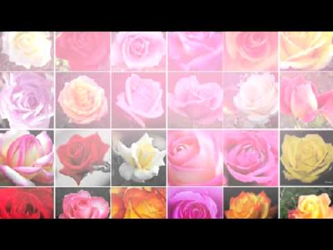 Bajro Tuđin - Zabranjeno voće