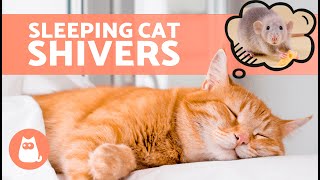 My CAT SHAKES While SLEEPING 🐱💤 (6 Reasons)