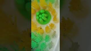 Download lagu MELIHAT PAKAI MIKROSKOP SIKAT GIGI YANG SUDAH DIHINGGAPI KECOAK #microscope #mikroskop #shorts mp3 Download lagu MELIHAT PAKAI MIKROSKOP SIKAT GIGI YANG SUDAH DIHINGGAPI KECOAK #microscope #mikroskop #shorts mp3