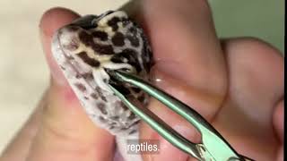 Removing eye caps from hypovitaminosis leopard gecko