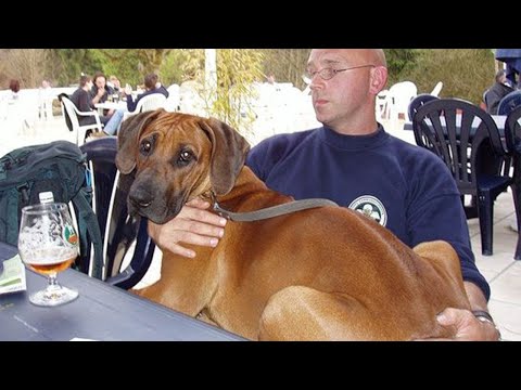 Quand votre chien vous fait oublier vos problèmeshumour chien et humain