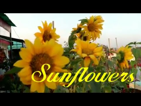 Best Flowers for terrace garden, Sunflowers Video