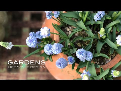 鳩が庭やバルコニーの植木鉢に卵を産まないようにするための 5 つ以上のヒント  庭園