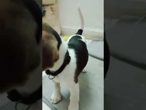 Bunny Funny Dog #shorts #viral #youtubeshorts #dog #doglover #funny #deepanjana #ytshorts