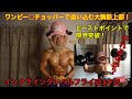 【ワンピー〇のチョッパーヘビーポイントで大胸筋120センチ突破!】52.5キロインクラインダンベルフライからはじまる超高強度大胸筋上部トレーニング!