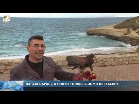 RAPACI CAPACI, A PORTO TORRES L'UOMO DEI FALCHI